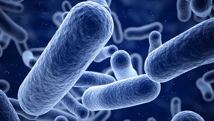 Bacteria