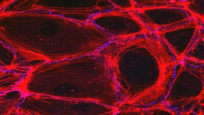 Endothelium
