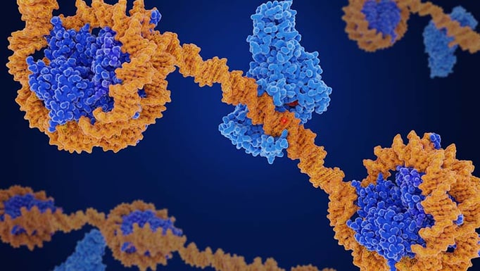 Image depicting DNA methylation, the main epigenetic modfication of DNA.