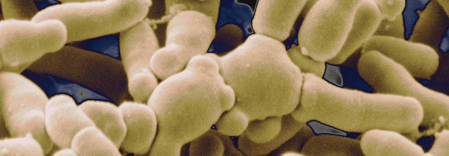 Bacteria illustration