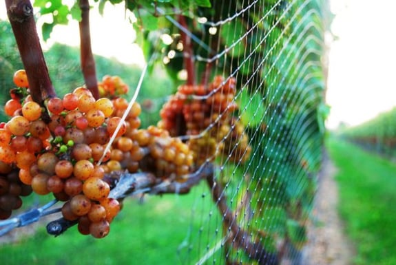 grapes-on-vine
