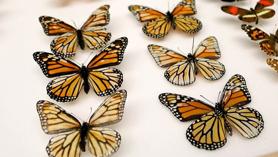 monarch butterfly wing pattern