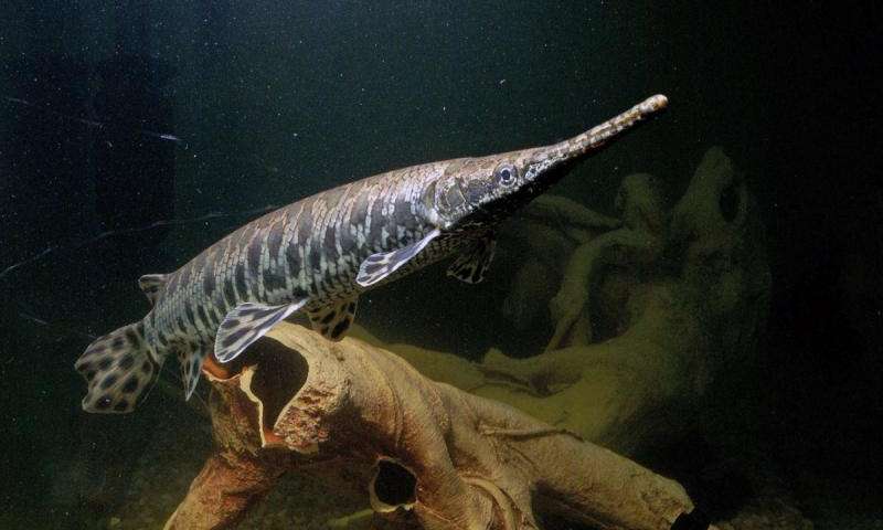 spotted gar care