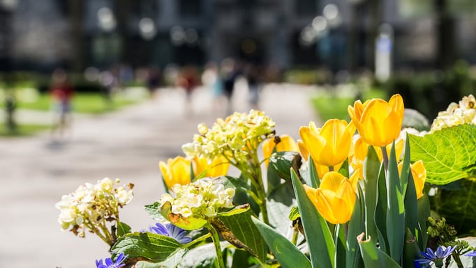 Campus spring flowers