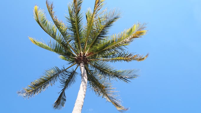 palm