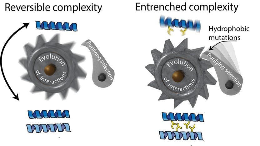 A ratchet-like mechanism makes the evolution of useless complexity irreversible.