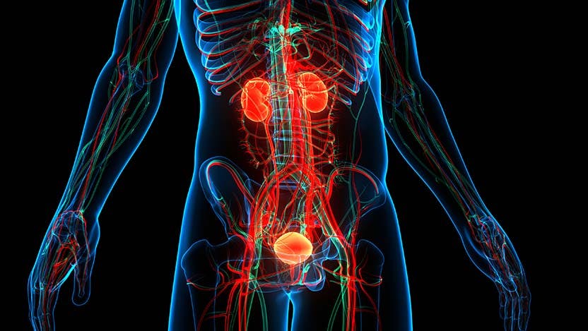 A 3d illustration of the human urinary system. Newly identified personalized immunotherapy combination treats an aggressive form of advanced prostate cancer