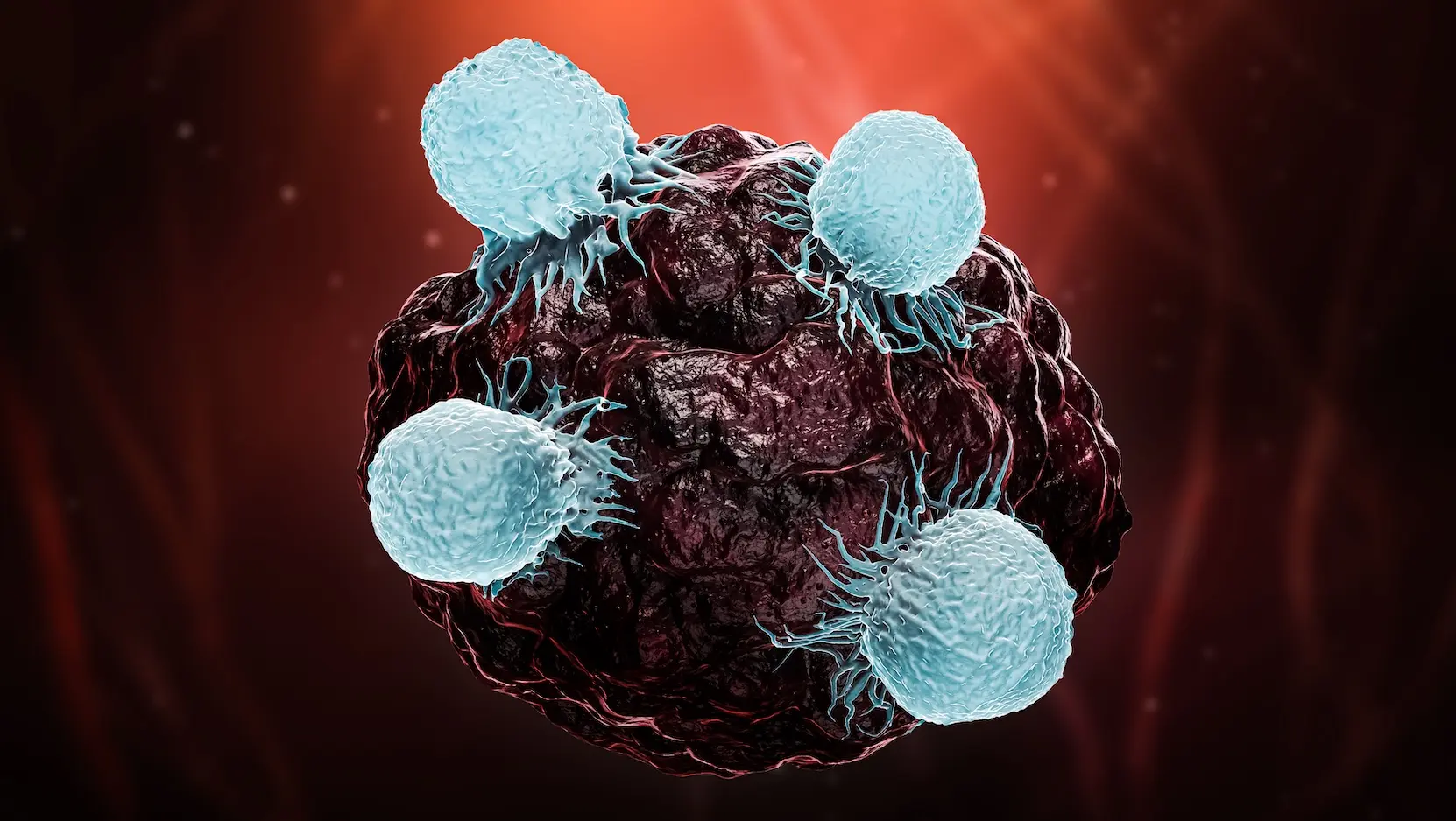 white blood cells attacking cancer tumor