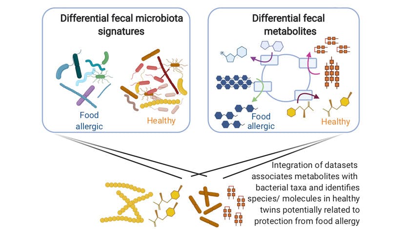 Analysis of the fecal microbiome and metabolome in healthy and food allergic twins has identified key bacterial changes that may play a role in the condition.