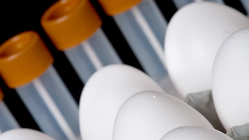 eggs and vials