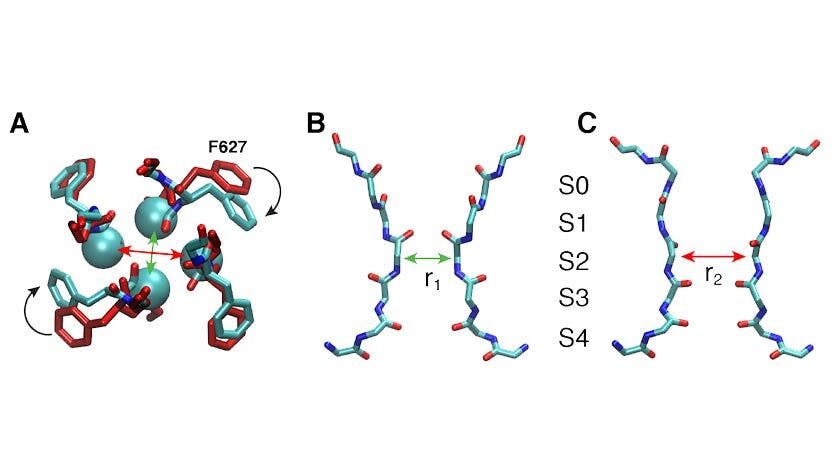 The spontaneous asymmetric constriction of the hERG channel’s selectivity filter, as revealed by molecular dynamics simulations. 