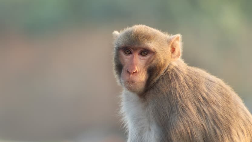 Rhesus monkey